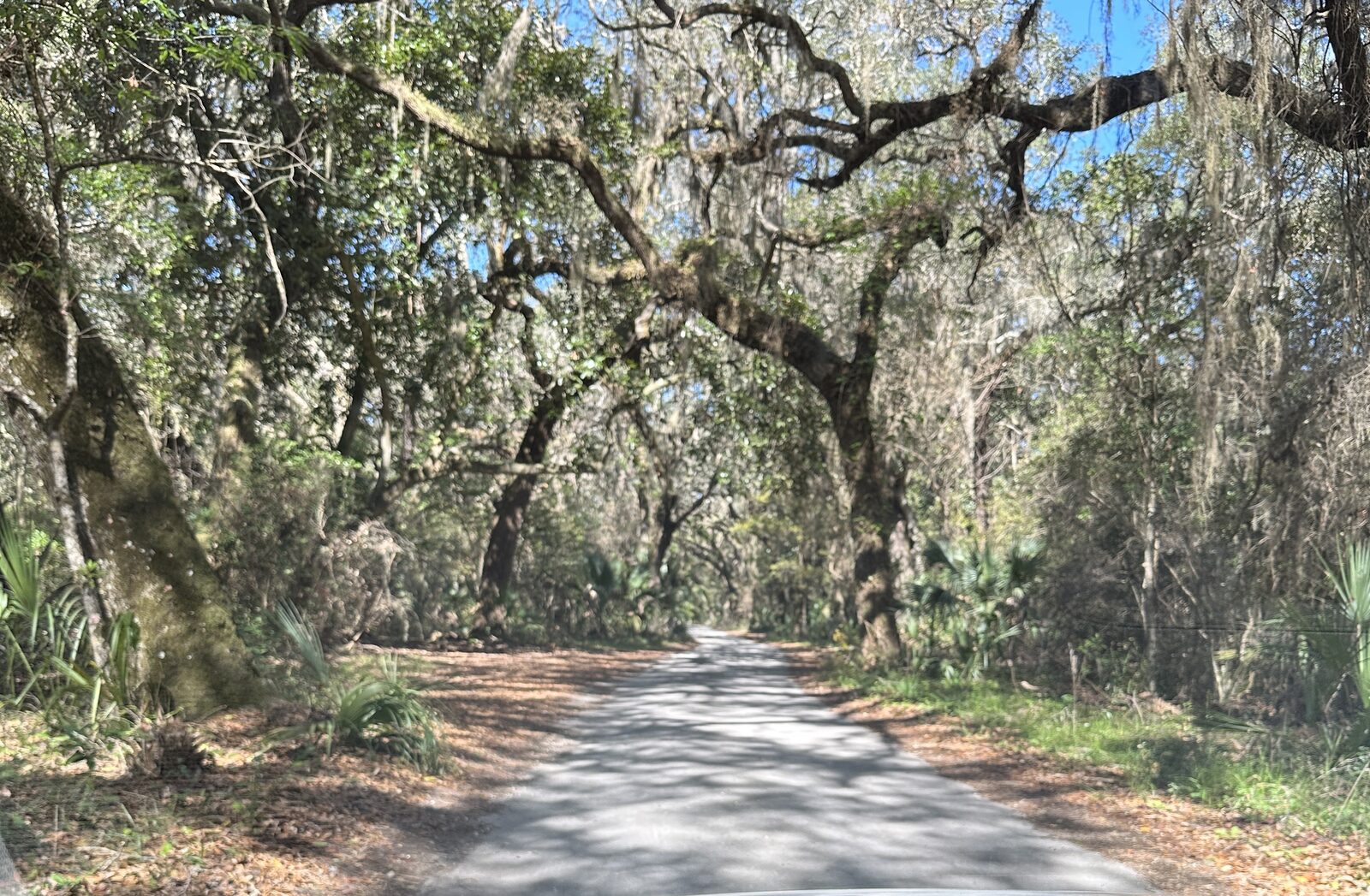 A narrow sand road running through dense live oak and palmetto woodland on Fort George Island, Florida