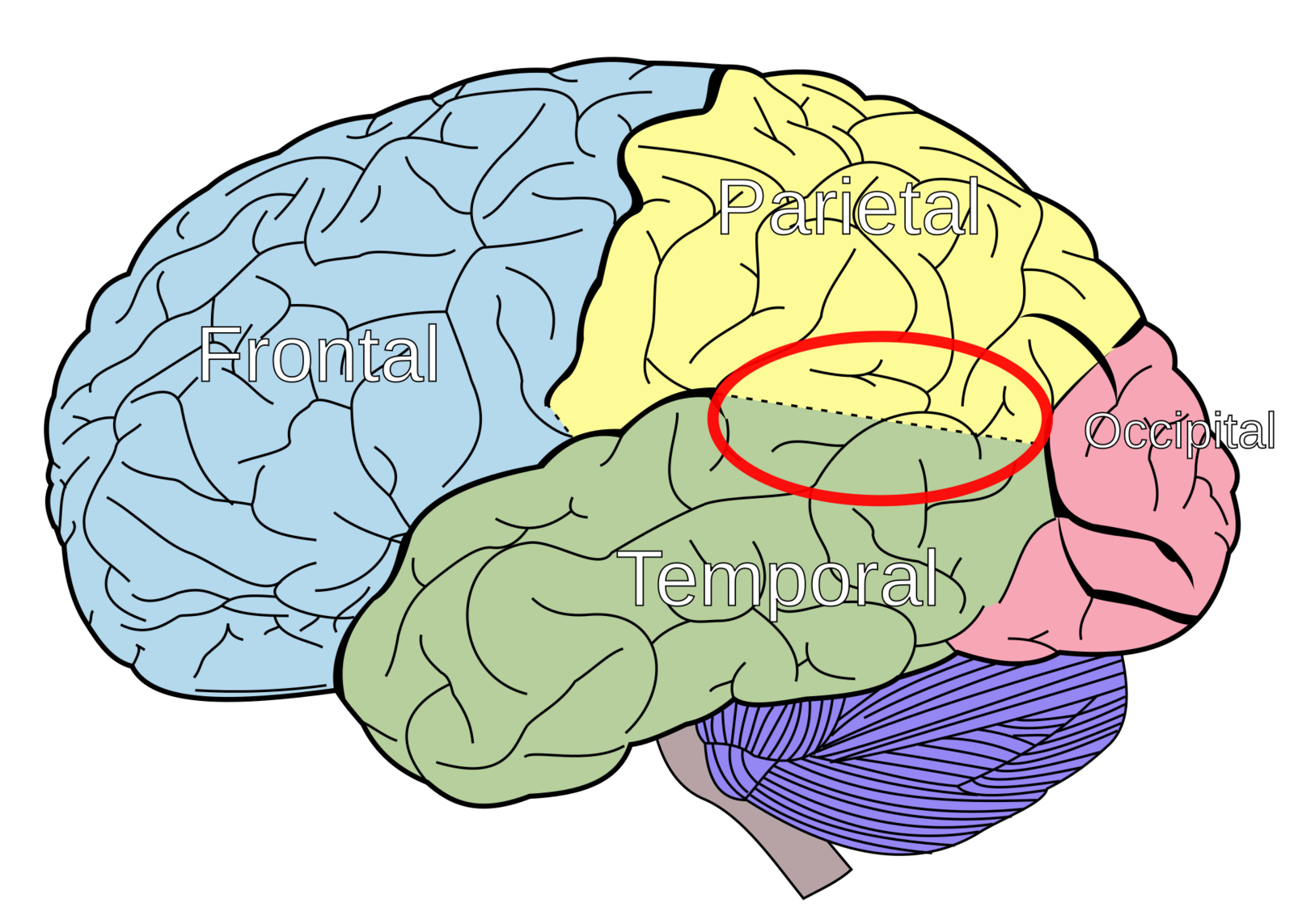 Lateral diagram of the human brain with the lobes shaded and the temporoparietal junction highlighted at the meeting of the temporal and parietal lobes.